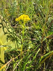 Solidago missouriensis