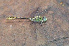 Ophiogomphus arizonicus