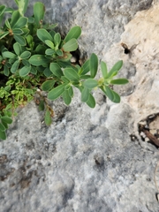 Phyllanthus polygonoides