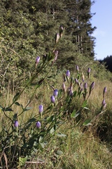 Gentiana sceptrum