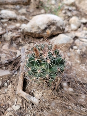 Escobaria vivipara