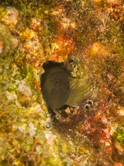 Microlipophrys canevae