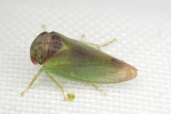 Iassus lanio