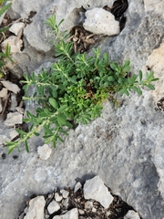 Phyllanthus polygonoides