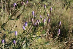 Gentiana sceptrum