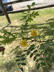 Leucaena retusa