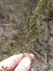 Cliffortia