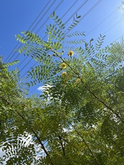 Leucaena retusa
