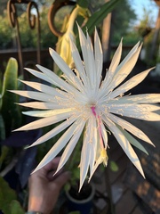 Epiphyllum