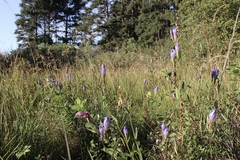 Gentiana sceptrum