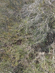 Cliffortia