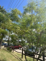 Leucaena retusa