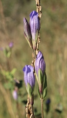 Gentiana sceptrum
