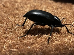 Coelocnemis dilaticollis