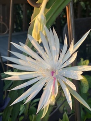 Epiphyllum