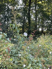 Convolvulus