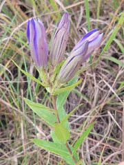 Gentiana puberulenta