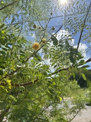 Leucaena retusa
