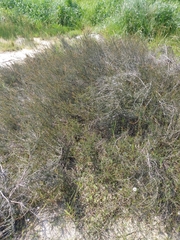 Cliffortia