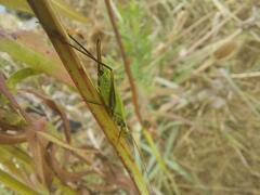 Oecanthus nigricornis