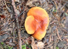 Lactarius aurantiacus