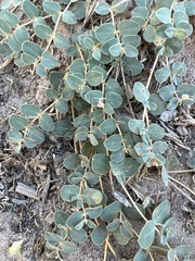 Euphorbia albomarginata