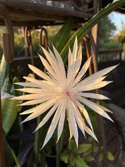 Epiphyllum
