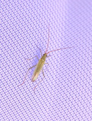 Trigonotylus caelestialium