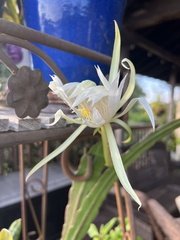 Epiphyllum