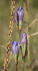Gentiana sceptrum