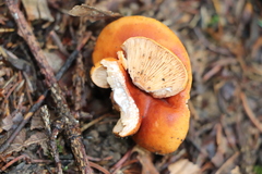 Lactarius aurantiacus