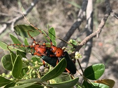 Stenaspis verticalis insignis