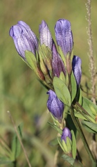 Gentiana sceptrum