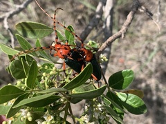 Stenaspis verticalis insignis