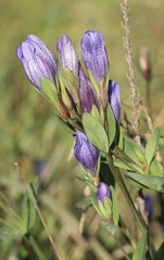 Gentiana sceptrum