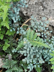 Argyrochosma microphylla