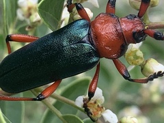 Stenaspis verticalis insignis