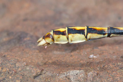 Ophiogomphus arizonicus