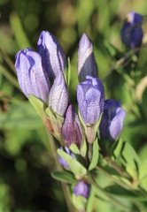 Gentiana sceptrum