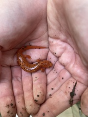 Pseudotriton ruber ruber