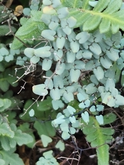 Argyrochosma microphylla