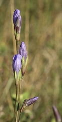 Gentiana sceptrum