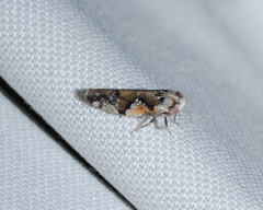 Norvellina mildredae