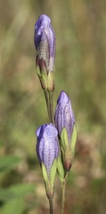 Gentiana sceptrum