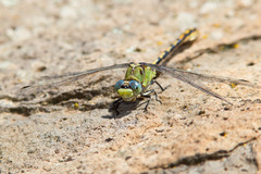 Ophiogomphus arizonicus