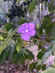 Brunfelsia pauciflora