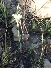Berkheya subulata