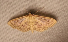 Herpetogramma pertextalis