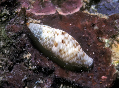 Daphnella interrupta