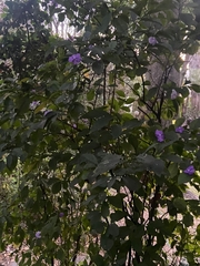 Brunfelsia pauciflora